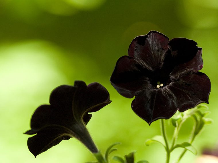 Black Velvet petunia