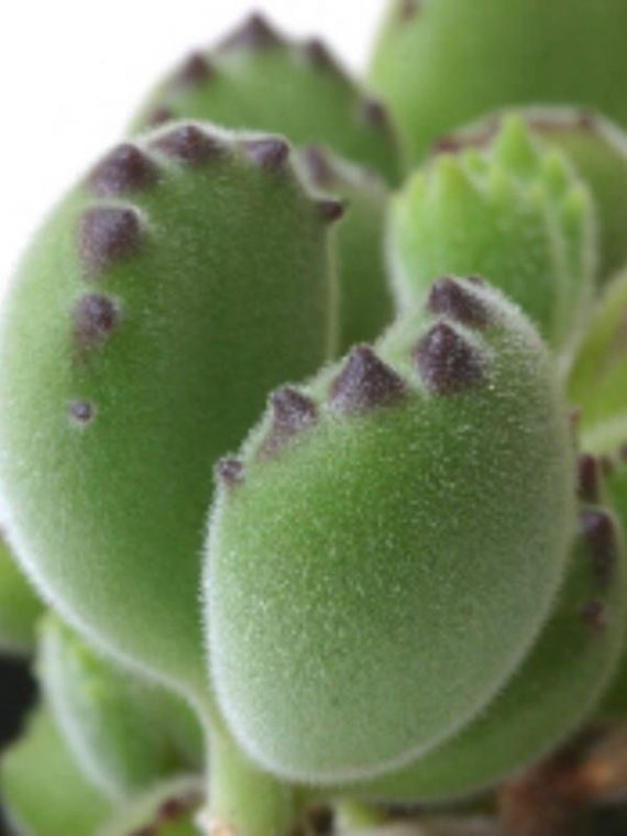 closeup of a bear paw succulent plant