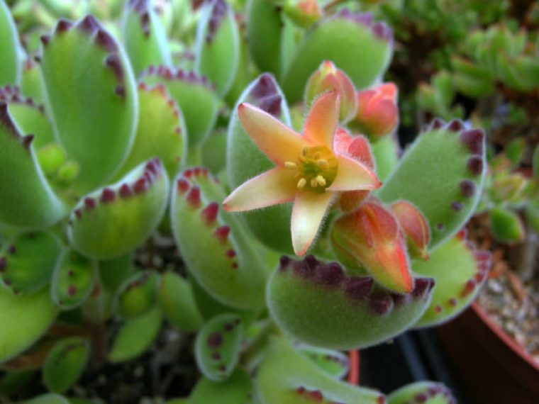 bear paw succulent flower