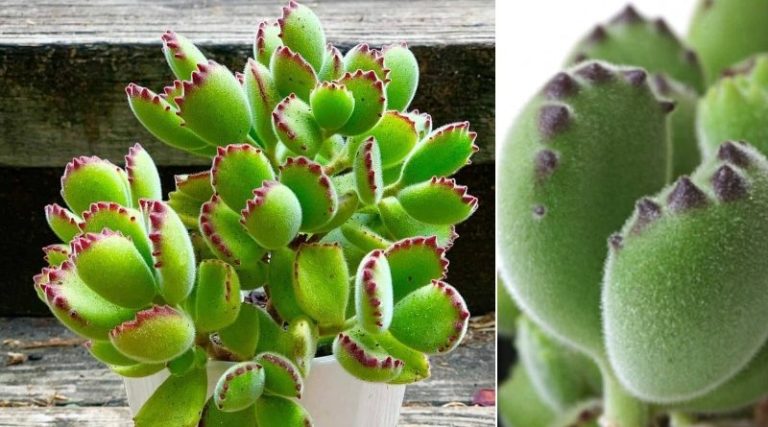 Bear Paw Succulents Are The Cutest Thing Ever And We Want Them All - Featured image