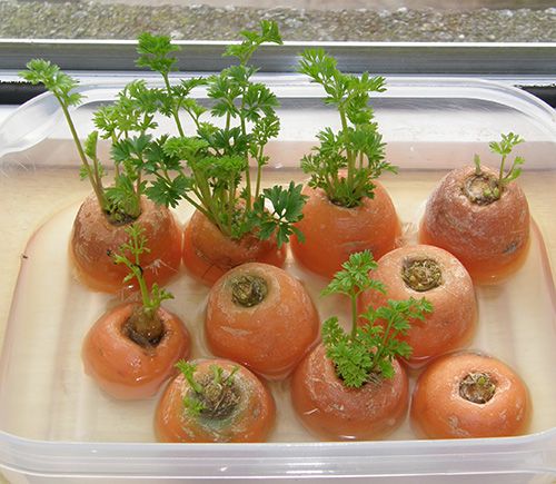 carrot tops 