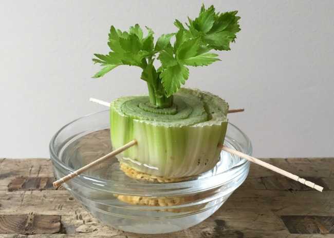 celery plant