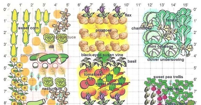 12 Plants You Should Never Grow Next to Each Other - Featured image