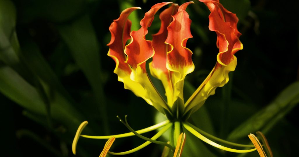 How To Grow And Care For Flame Lilies - Featured image