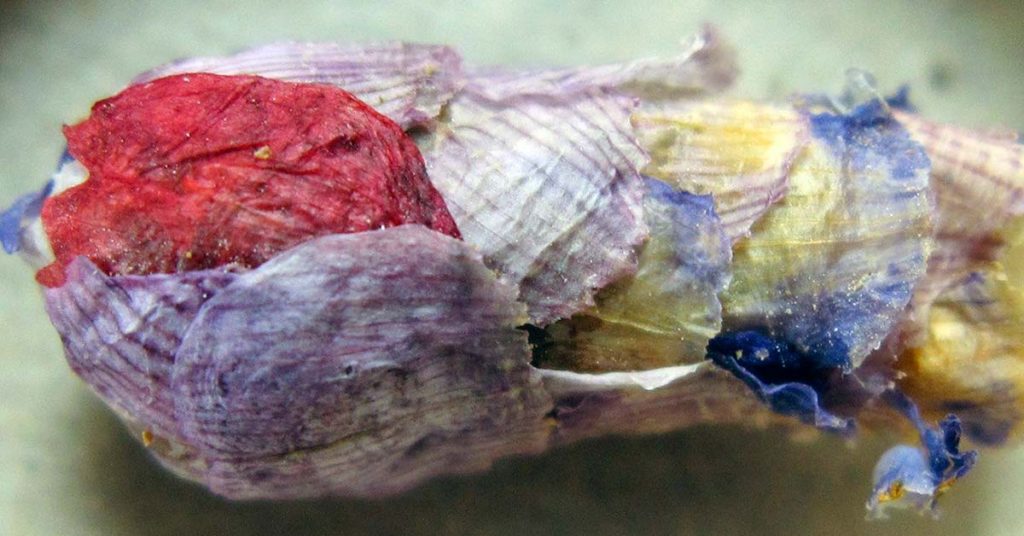 These Special Solitary Bees Craft Nests From Flower Petals - Featured image