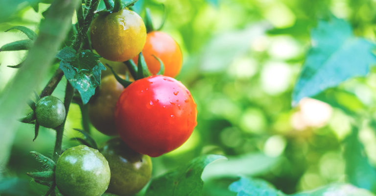 Farmer finds new technique for preserving tomatoes - Featured image
