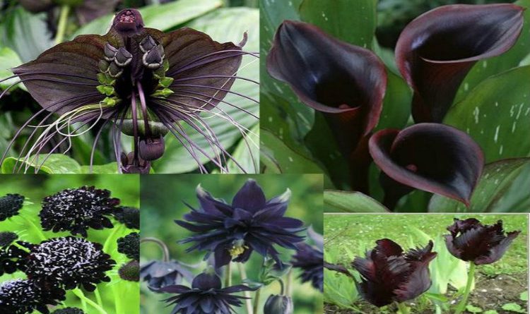 15 Stunning Black Flowers For Your Garden