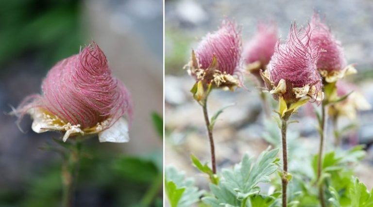 Learn How To Grow Creeping Avens - Featured image