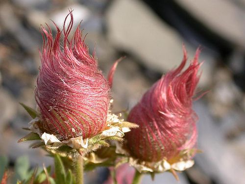 Creeping Avens