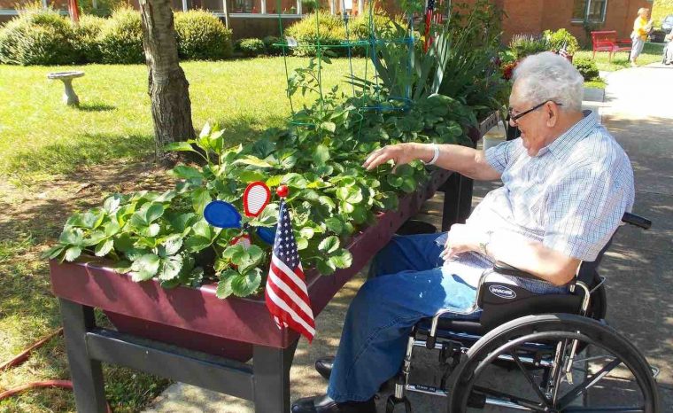 older man in a wheelchair gardening
