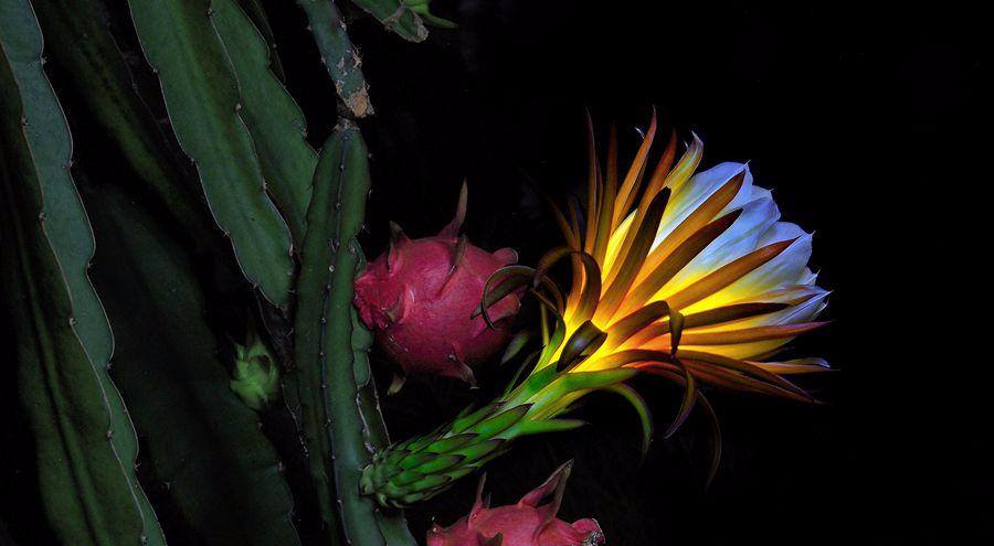 pitaya cactus flower with dragonfruit