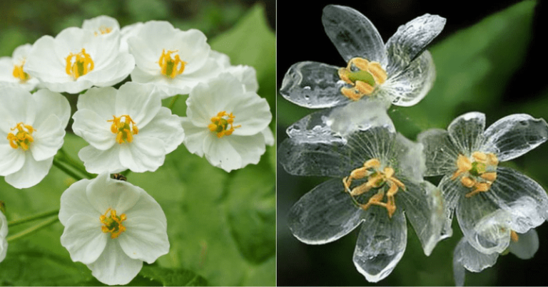 The Chameleon of the Woods: See the Incredible Skeleton Flowers that Turn Translucent When it Rains - Featured image