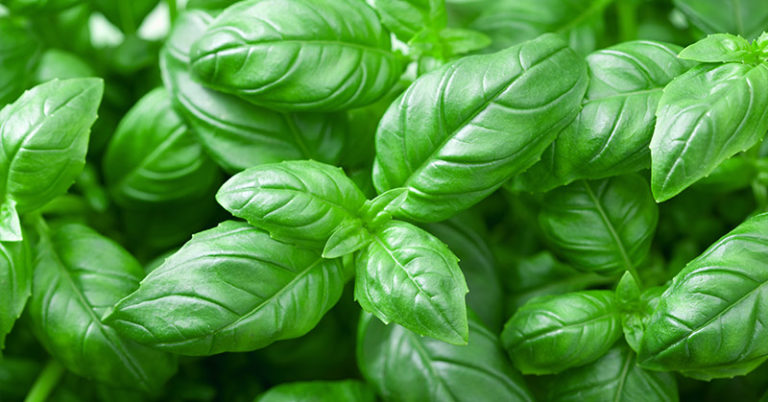 How to Grow Basil to Produce a Bountiful Harvest All Season Long - Featured image