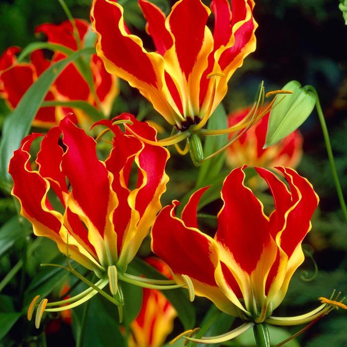 three flame lily flowers