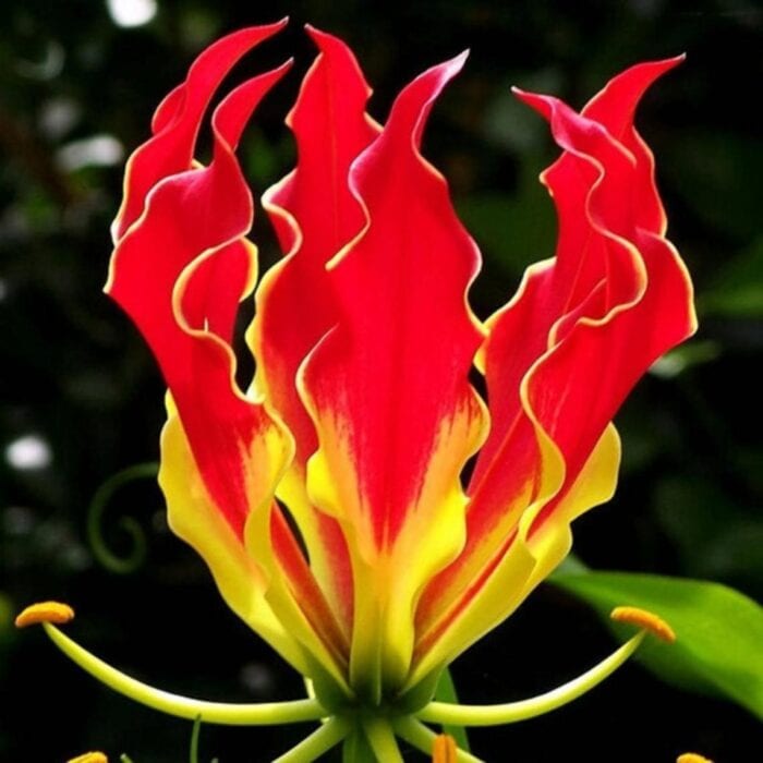 closeup of a flame lily flower