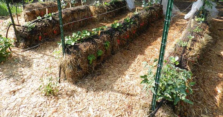 How To Build A Straw Bale Garden - Featured image