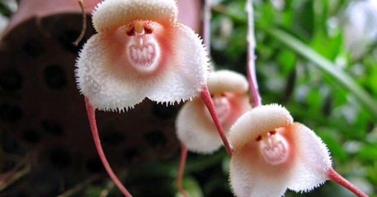 pink monkey orchid