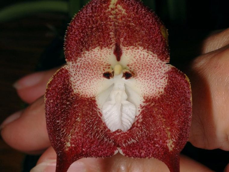 red monkey orchid