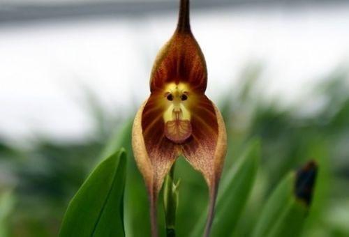 red monkey orchid
