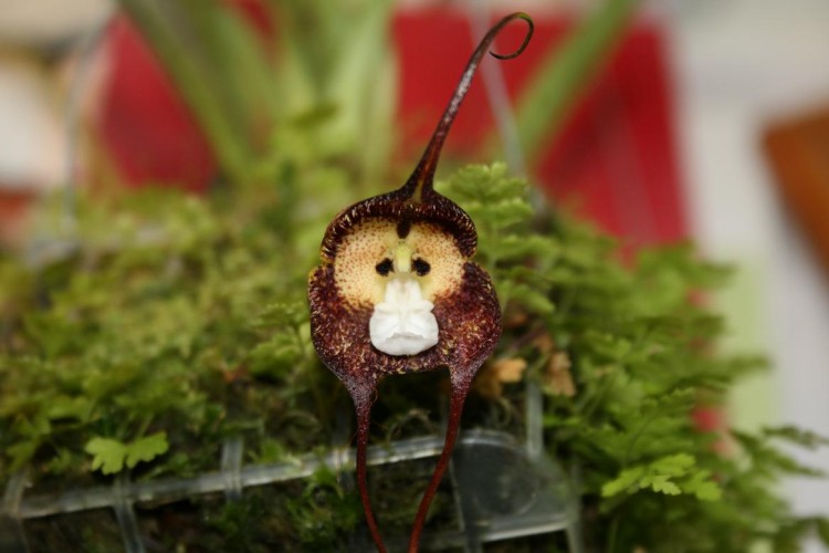 brown monkey orchid