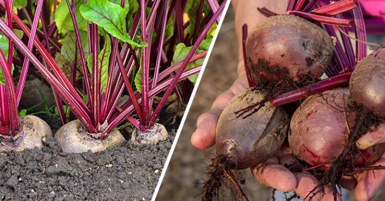 12 Vegetables You Can Grow All Winter - Featured image