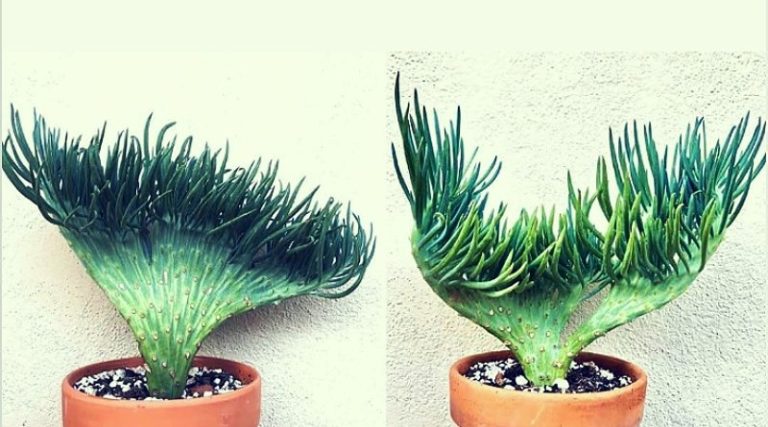 These Mermaid Tail Succulents Bring The The Sea To Your Home - Featured image