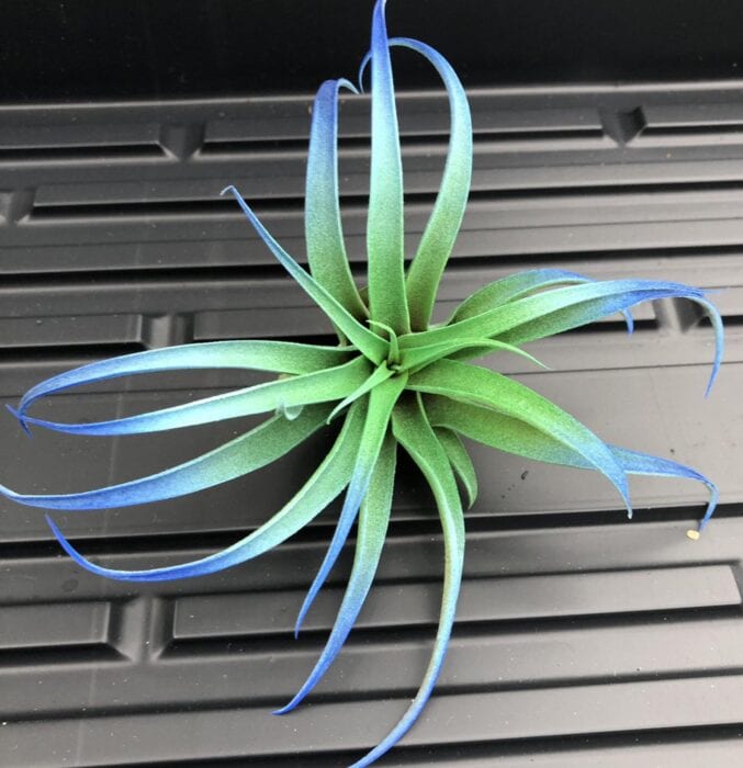 green and blue airplant