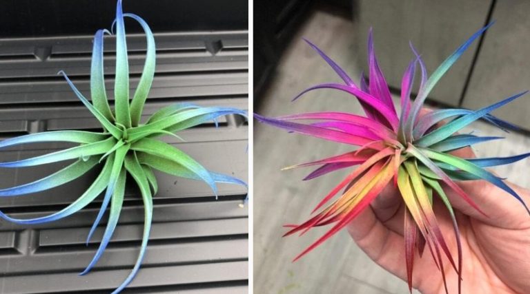 These Rainbow Air Plants Are The Perfect Touch Of Color - Featured image