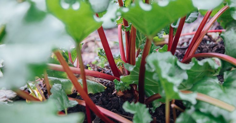 When To Plant Rhubarb In The UK - Featured image