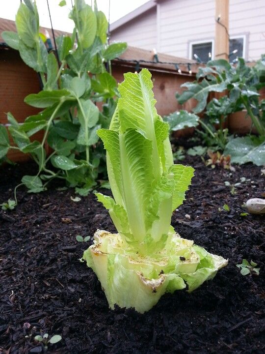 romaine lettuce plant