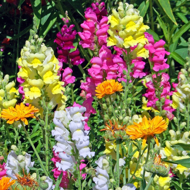 snapdragons and other flowers