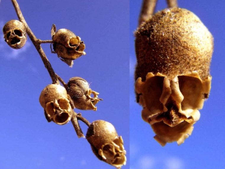 snapdragon flower skulls