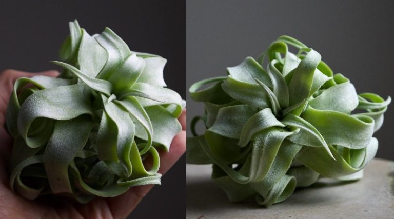 Tillandsia Streptophylla Is The Easy Houseplant That Looks Like Pasta - Featured image