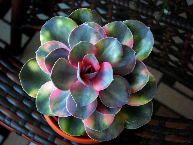 rainbow succulent