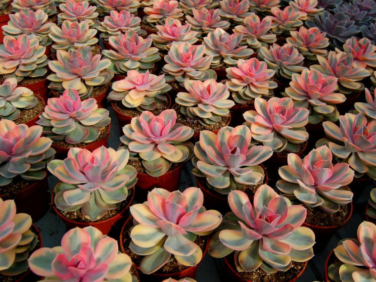 rainbow succulents in small pots