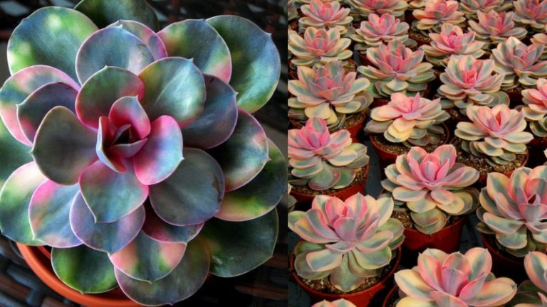 Rainbow Succulents Bring A Magical Burst Of Color To Your Garden - Featured image