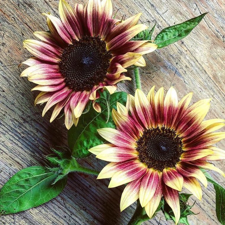 strawberry blond sunflowers