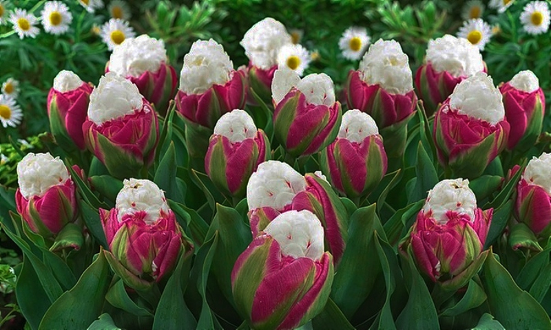 white ice cream tulips