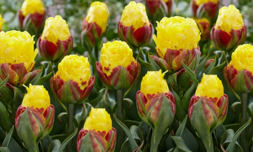 yellow ice cream tulips