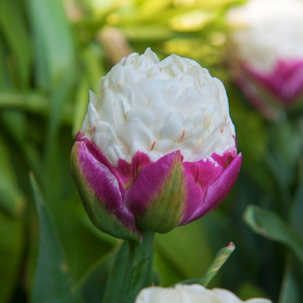 closeup of a white ice cream tulip