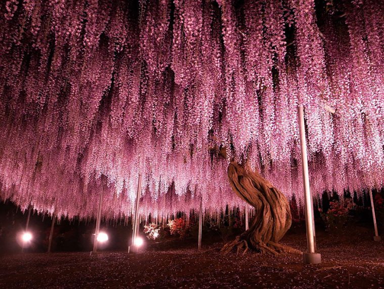144 year old wisteria
