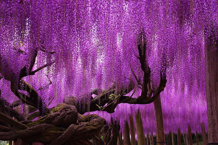 144 year old wisteria
