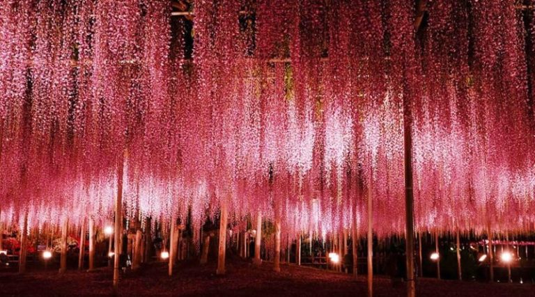 There Is A 144-Year Old Wisteria Tree That Looks Like A Fairy Pink Sky - Featured image