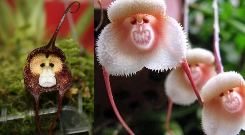 two different monkey orchids