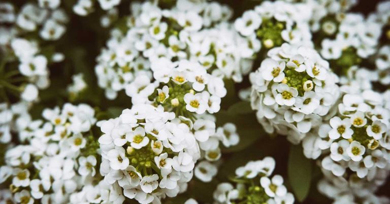 Best Fertilizer For Alyssums - Featured image