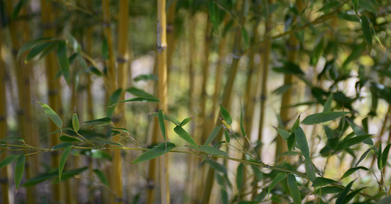 How Long Does It Take For Bamboo To Grow? - Featured image