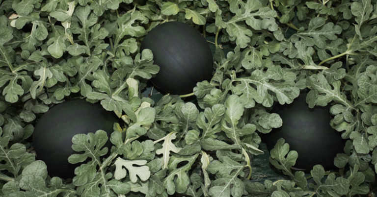 How To Grow Black Diamond Watermelons - Featured image