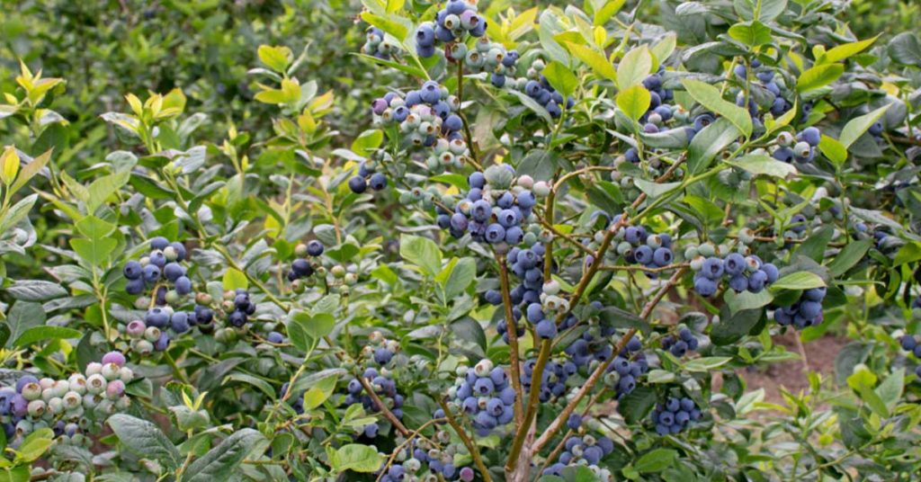 blueberry bushes