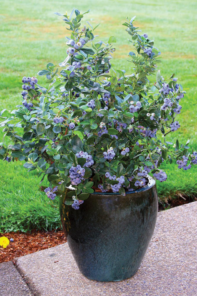 blueberry bush