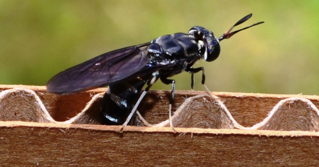 black soldier fly